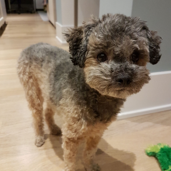 Meet your Posher, Katelyn - Picture 4 of 6